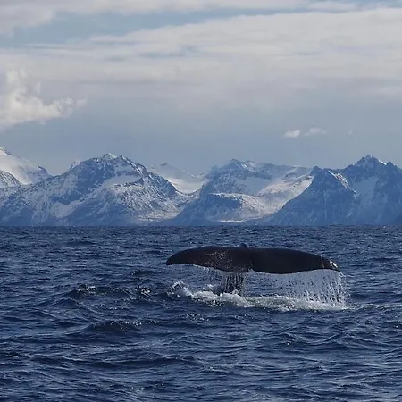 Prima Lofoten *