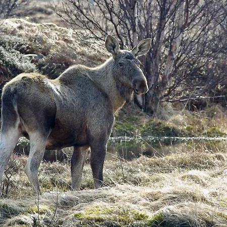 Prima Lofoten Lejlighed *