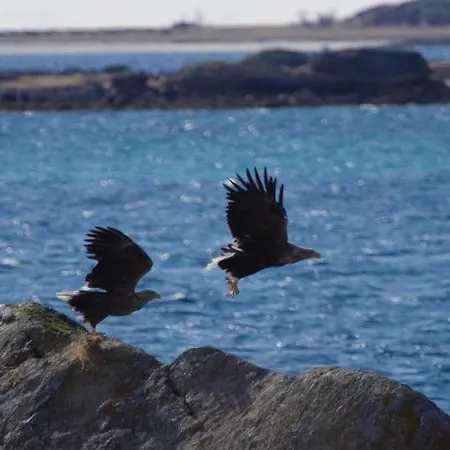 Apartment Prima Lofoten Myrland