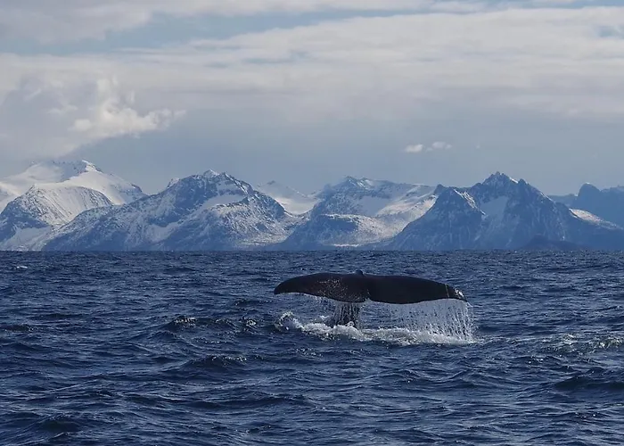 Prima Lofoten *