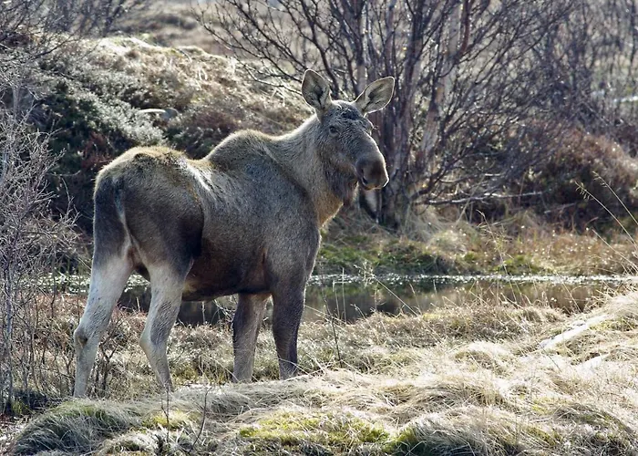 Prima Lofoten شقة *