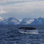Prima Lofoten *