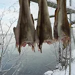 Prima Lofoten *