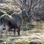 Prima Lofoten Апартаменты *